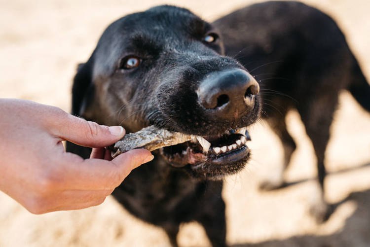 Fish4dogs przysmaki dentystyczne dla psów 100g
