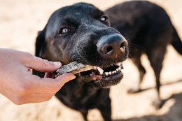 Fish4dogs przysmaki dentystyczne dla psów 500g